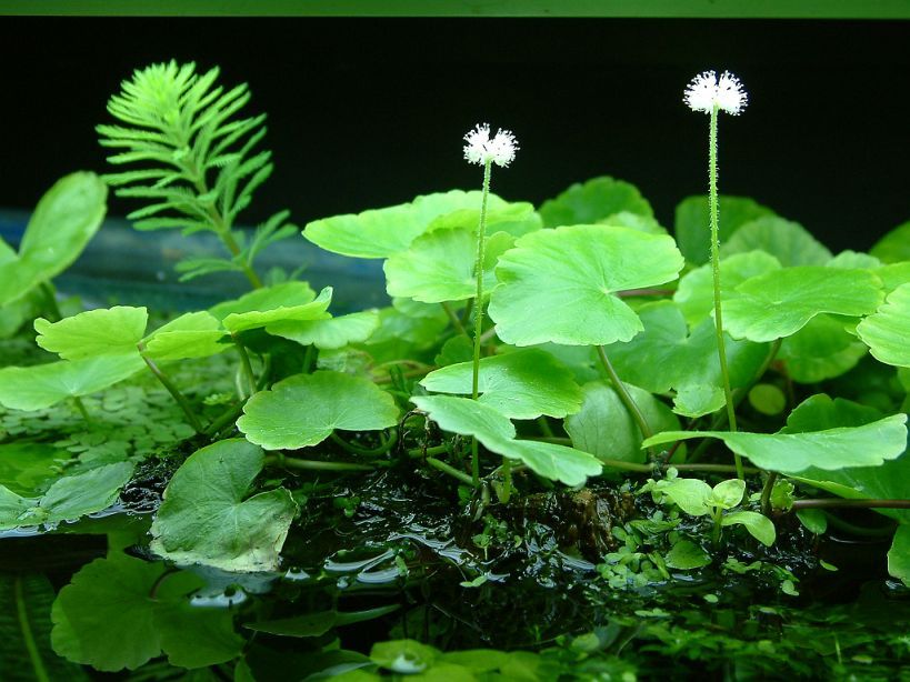 Щитолистник (Hydrocotyle leucocephala)